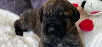 Mr.Green, a male Great Dane and Goldendoodle for sale in Essex Junction, VT – 2 of 3