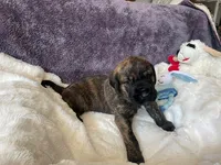 Mr.Green, a male Great Dane and Goldendoodle for sale in Essex Junction, VT – 3 of 3