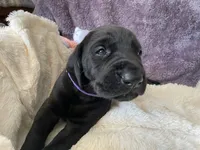 mrs. purple, a female Great Dane and Goldendoodle for sale in Essex Junction, VT – 3 of 3