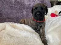 mrs. red, a female Great Dane and Goldendoodle for sale in Essex Junction, VT – 2 of 2