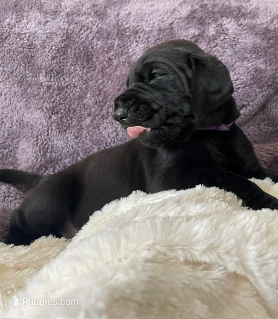 mrs. purple – Great Dane, Goldendoodle puppy for sale in Essex Junction, VT