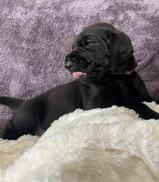mrs. purple, a female Great Dane and Goldendoodle for sale in Essex Junction, VT – 1 of 3