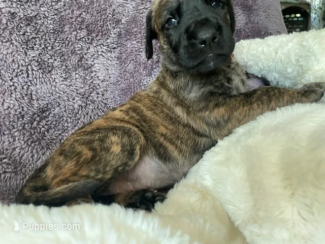 mrs. red – Great Dane, Goldendoodle puppy for sale in Essex Junction, VT