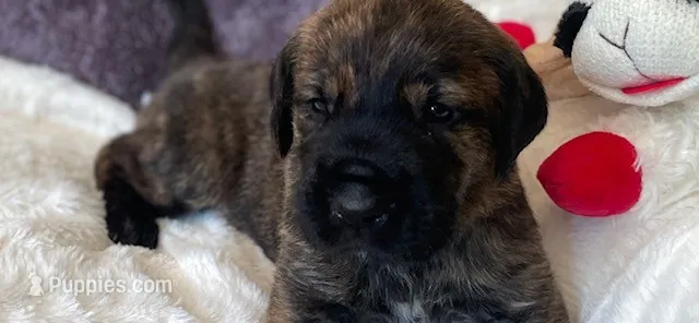 Mr.Green – Great Dane, Goldendoodle puppy for sale in Essex Junction, VT