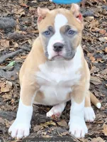 Saint Elizabeth, a female American Bully for sale in Fairfield, CA – Photo 1 of 7