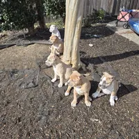 Saint Elizabeth, a female American Bully for sale in Fairfield, CA – Photo 7 of 7