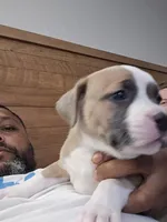 Saint Elizabeth, a female American Bully for sale in Fairfield, CA – Photo 6 of 7