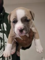 Saint Elizabeth, a female American Bully for sale in Fairfield, CA – Photo 4 of 7