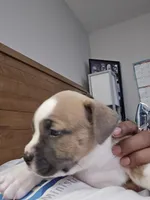 Saint Elizabeth, a female American Bully for sale in Fairfield, CA – Photo 5 of 7