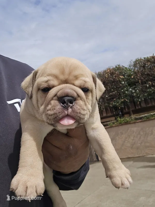 Sable – English Bulldog puppy for sale in Fairfield, CA