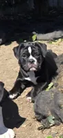 Twinkie, a female Olde English Bulldogge for sale in Fairfield, CA – Photo 7 of 7