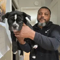 Twinkie, a female Olde English Bulldogge for sale in Fairfield, CA – Photo 2 of 7