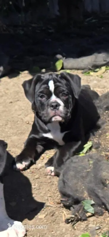 Twinkie, a female Olde English Bulldogge for sale in Fairfield, CA – Photo 1 of 7
