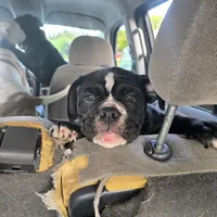 Twinkie, a female Olde English Bulldogge for sale in Fairfield, CA – Photo 3 of 7