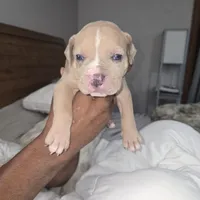 Merle , a male American Bulldog for sale in Fairfield, CA – 2 of 5