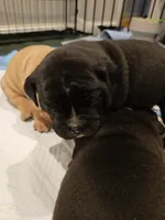 Raven, a male English Bulldog for sale in Fairfield, CA – 2 of 2