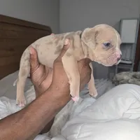Merle , a male American Bulldog for sale in Fairfield, CA – 4 of 5