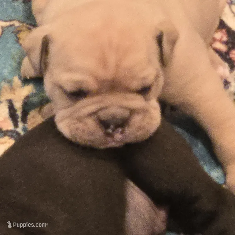 Sable – English Bulldog puppy for sale in Fairfield, CA