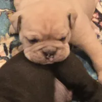 Sable, a male English Bulldog for sale in Fairfield, CA – 1 of 2
