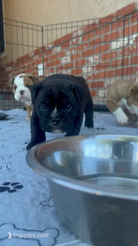 Raven – English Bulldog puppy for sale in Fairfield, CA