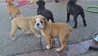 Jr Oakie , a male English Bulldog for sale in Fairfield, CA – 4 of 9