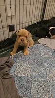 Merle , a male Olde English Bulldogge for sale in Fairfield, CA – Photo 6 of 7