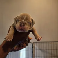 Merle , a male Olde English Bulldogge for sale in Fairfield, CA – Photo 1 of 7