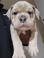 Carmel Crush, a male Olde English Bulldogge for sale in Fairfield, CA – Photo 10 of 10