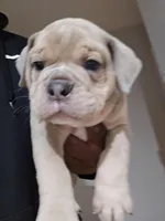 Carmel Crush, a male Olde English Bulldogge for sale in Fairfield, CA – Photo 9 of 10