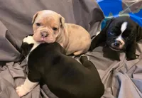 Merle , a male Olde English Bulldogge for sale in Fairfield, CA – Photo 5 of 7