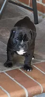 Raven, a male English Bulldog for sale in Fairfield, CA – 4 of 9