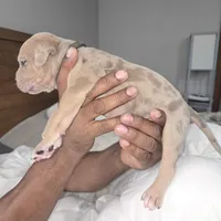 Merle , a male American Bulldog for sale in Fairfield, CA – 5 of 5