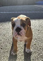 Jr Oakie , a male English Bulldog for sale in Fairfield, CA – 5 of 9