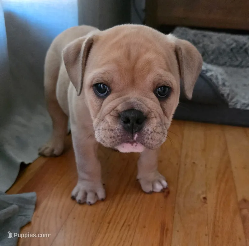 Sable – English Bulldog puppy for sale in Fairfield, CA