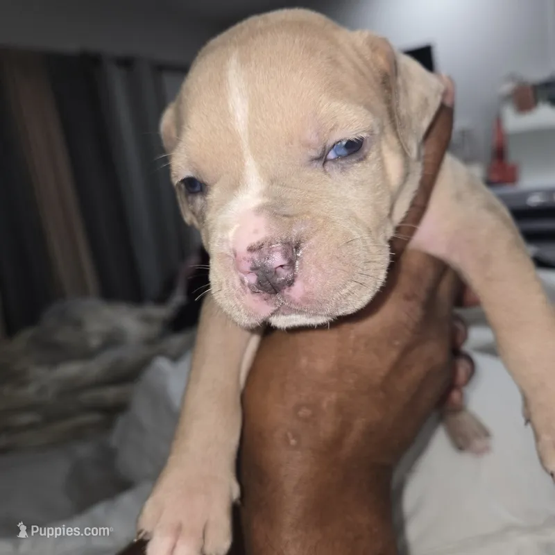 Merle  – American Bulldog puppy for sale in Fairfield, CA