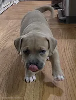 Smokey face, a female American Bully for sale in Fairfield, CA – Photo 5 of 6