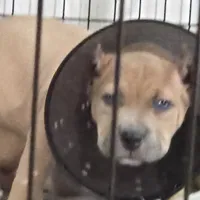 Smokey face, a female American Bully for sale in Fairfield, CA – Photo 4 of 6