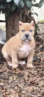 Smokey face, a female American Bully for sale in Fairfield, CA – Photo 1 of 6