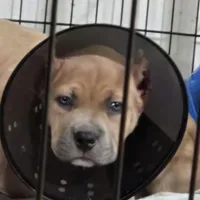 Smokey face, a female American Bully for sale in Fairfield, CA – Photo 6 of 6