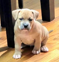 Smokey face, a female American Bully for sale in Fairfield, CA – Photo 3 of 6