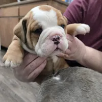 Jr Oakie , a male English Bulldog for sale in Fairfield, CA – 1 of 3