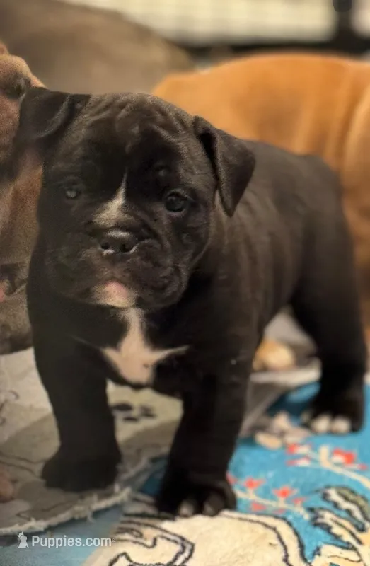 Raven – English Bulldog puppy for sale in Fairfield, CA