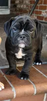 Raven, a male English Bulldog for sale in Fairfield, CA – 2 of 9