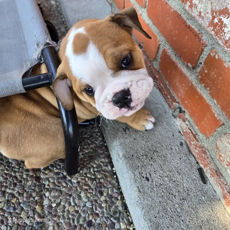 Jr Oakie  – English Bulldog puppy for sale in Fairfield, CA