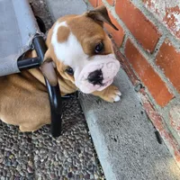 Jr Oakie , a male English Bulldog for sale in Fairfield, CA – 1 of 5