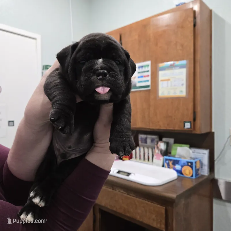 Raven – English Bulldog puppy for sale in Fairfield, CA