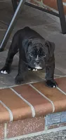 Raven, a male English Bulldog for sale in Fairfield, CA – 2 of 9