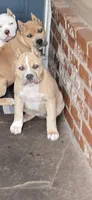 Lil Mercy, a female American Bully for sale in Fairfield, CA – Photo 2 of 4