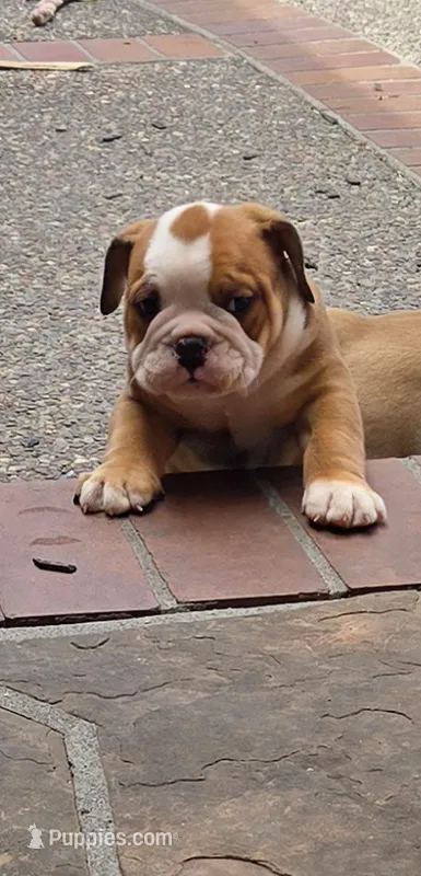 Jr Oakie  – English Bulldog puppy for sale in Fairfield, CA