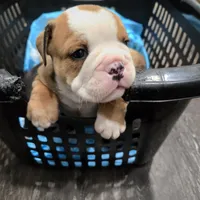 Jr Oakie , a male English Bulldog for sale in Fairfield, CA – 3 of 3